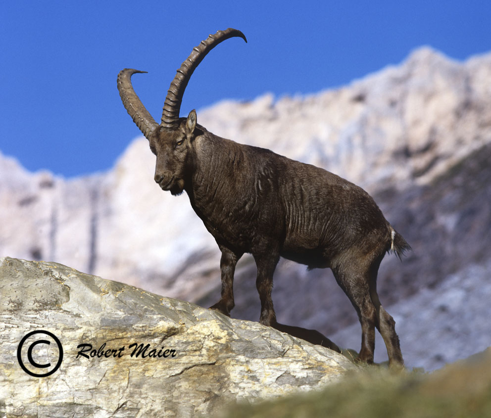 Steinbock im Herbst