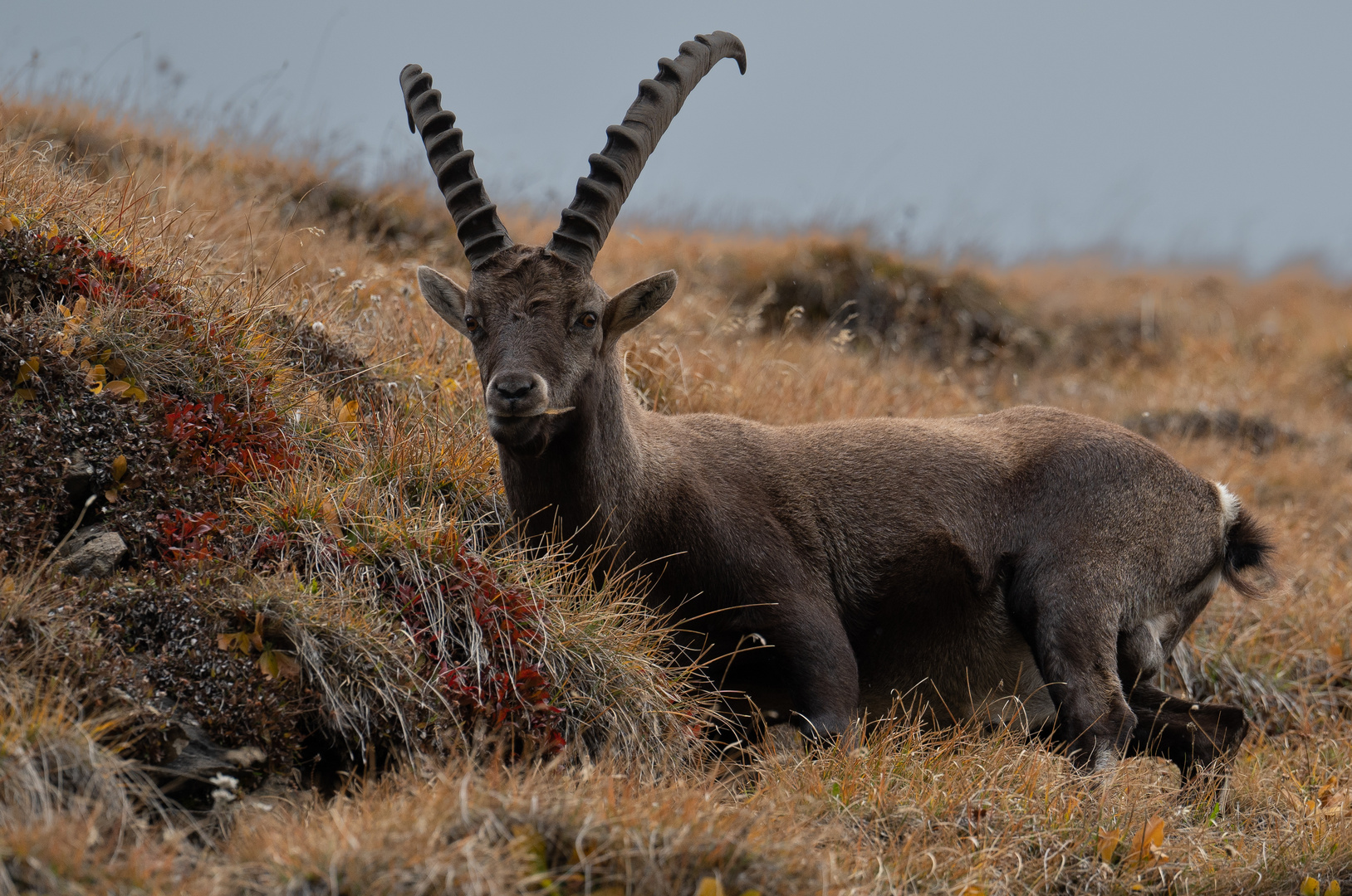 Steinbock im Herbst