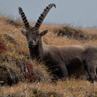 Steinbock im Herbst