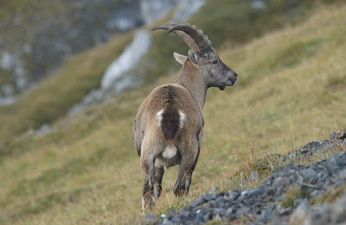 Steinbock im Karwendel