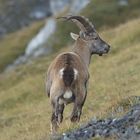 Steinbock im Karwendel