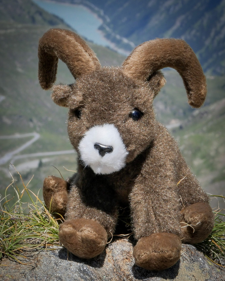 Steinbock im Kaunertal