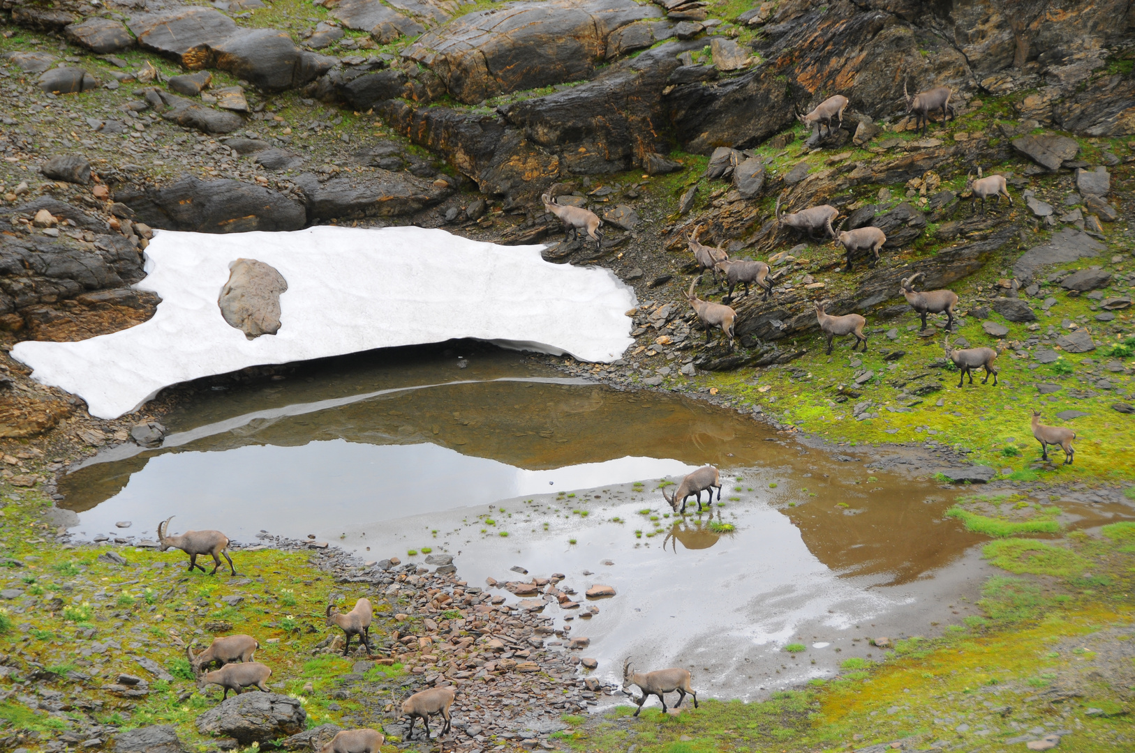 Steinbock im Kt. Glarus