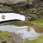 Steinbock im Kt. Glarus