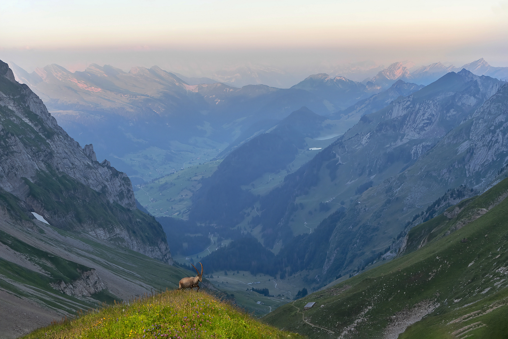 Steinbock im Morgenlicht