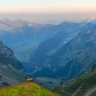 Steinbock im Morgenlicht