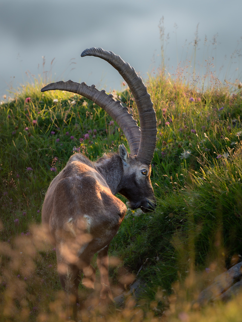 Steinbock im Morgenlicht