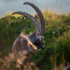 Steinbock im Morgenlicht