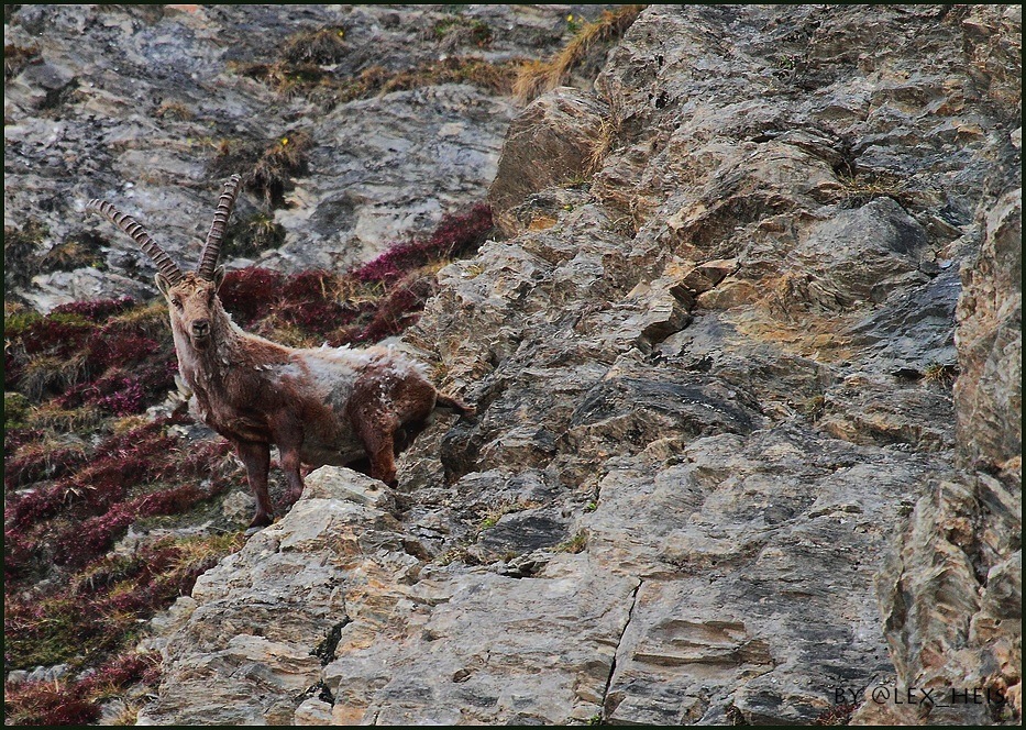 Steinbock im Samnaun-Tal