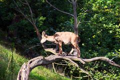 Steinbock im schönen Tierpark Edersee