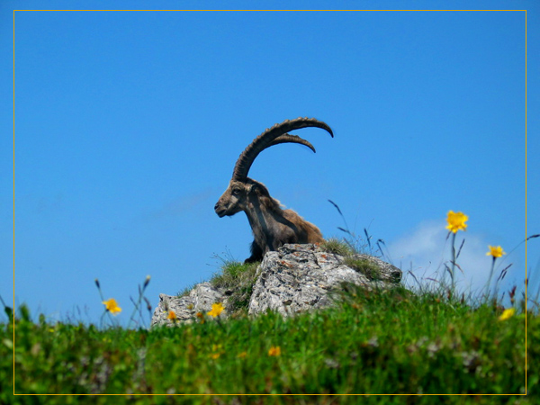 Steinbock im Sommer 2004