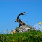 Steinbock im Sommer 2004