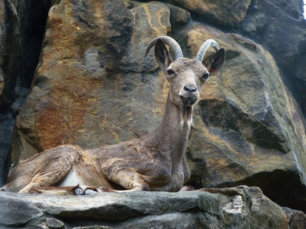 Steinbock im Stein