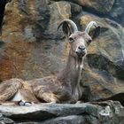 Steinbock im Stein