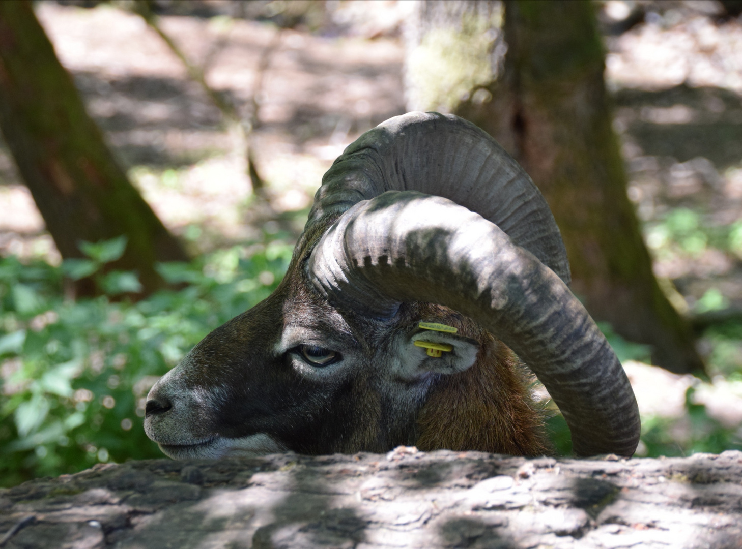 Steinbock im Tierpark Saba Burg!!! 