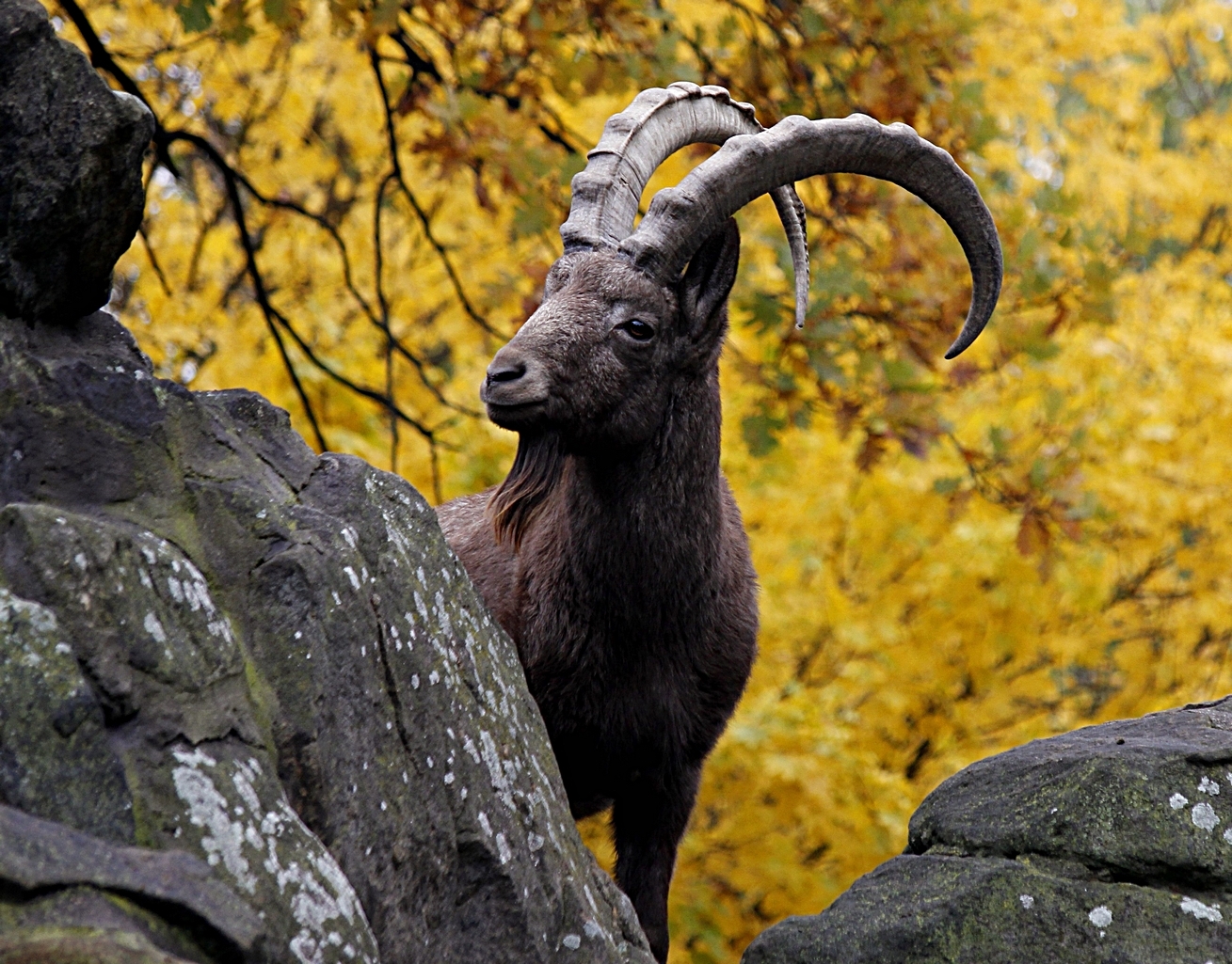 Steinbock im westlichen Sajangebirge (Russland)