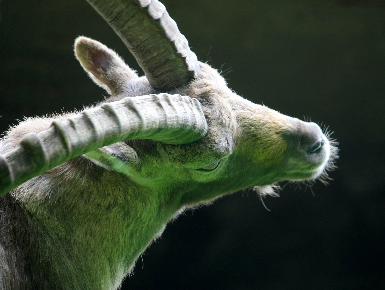 Steinbock im Wildpark