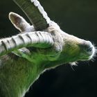 Steinbock im Wildpark