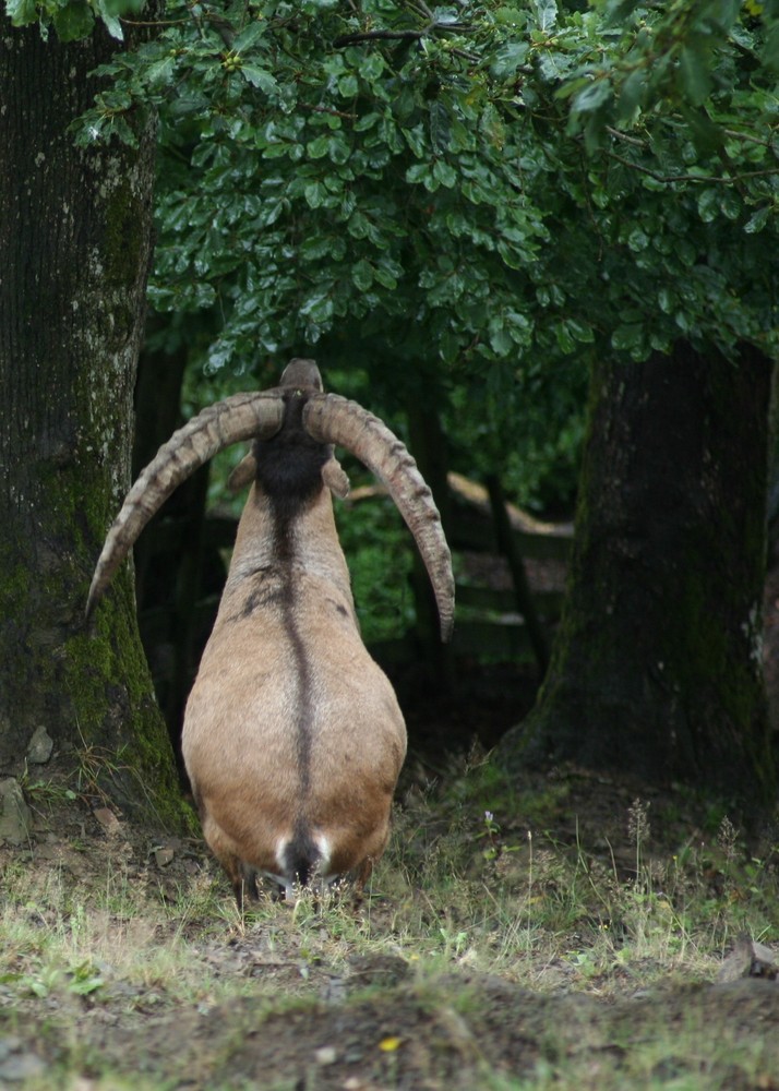 Steinbock im Wildpark Edersee