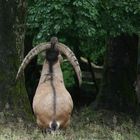 Steinbock im Wildpark Edersee