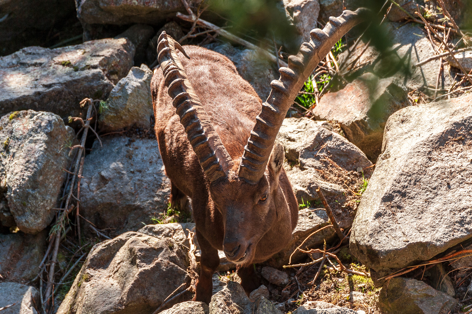 Steinbock im Zillertal