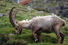 Steinbock in den Alpen......