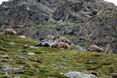 Steinbock in den Alpen.