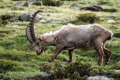 Steinbock in den Alpen