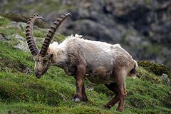 Steinbock in den Alpen...