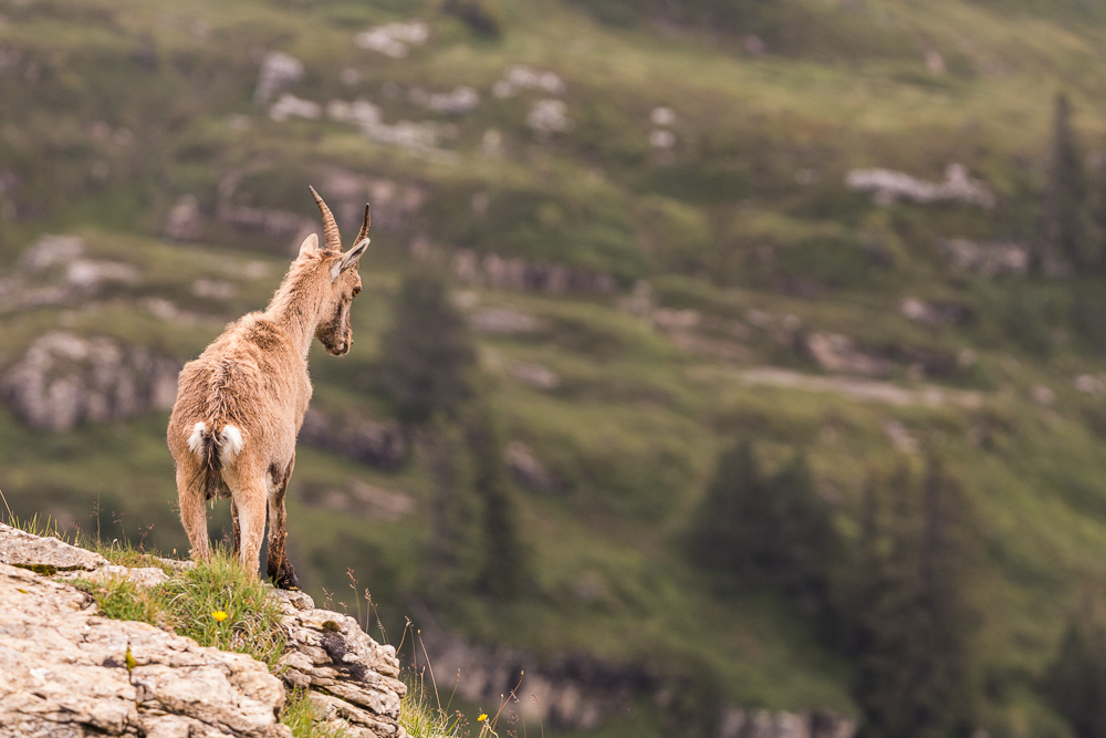 Steinbock in den Berner Alpen