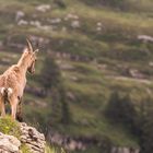 Steinbock in den Berner Alpen