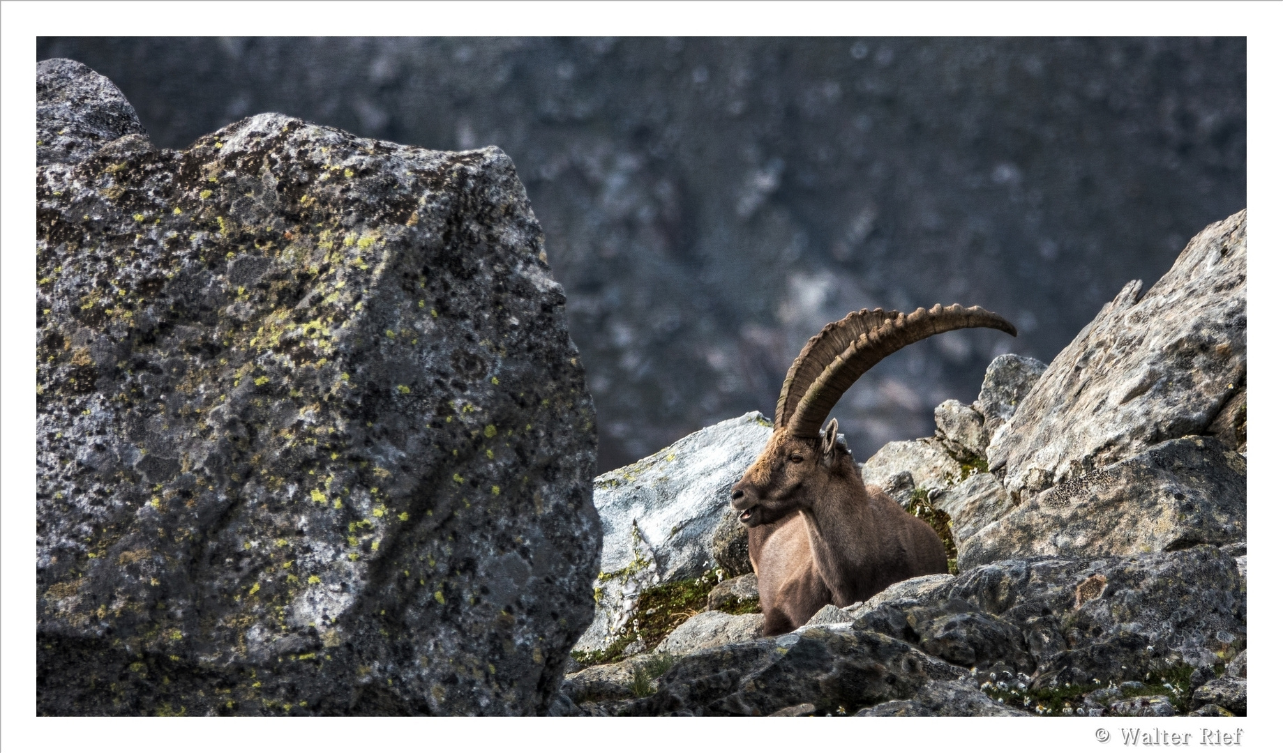 Steinbock in den Hohen Tauern