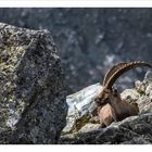 Steinbock in den Hohen Tauern