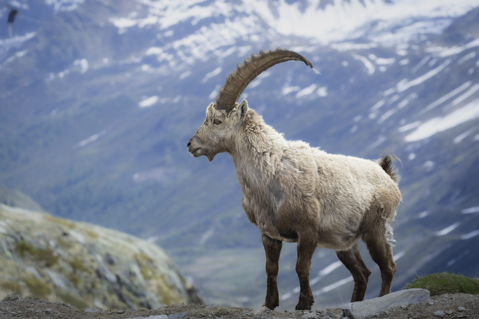 Steinbock in den Schweizer Alpen