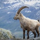 Steinbock in den Schweizer Alpen