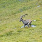 steinbock in den schweizer alpen