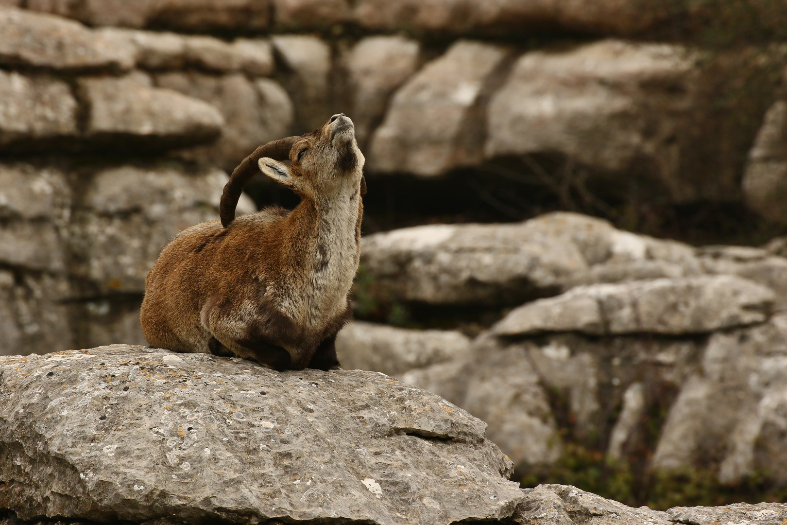 Steinbock in El Torcal