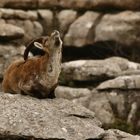 Steinbock in El Torcal