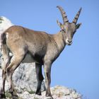 Steinbock in freier Wildbahn