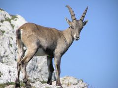 Steinbock in freier Wildbahn