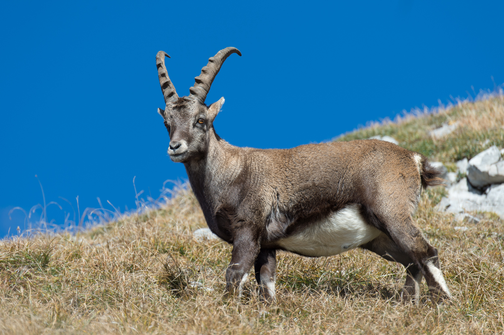 Steinbock in freier Wildbahn / 1