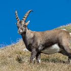 Steinbock in freier Wildbahn / 1