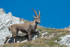 Steinbock in freier Wildbahn / 2