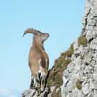 Steinbock in freier Wildbahn / 3