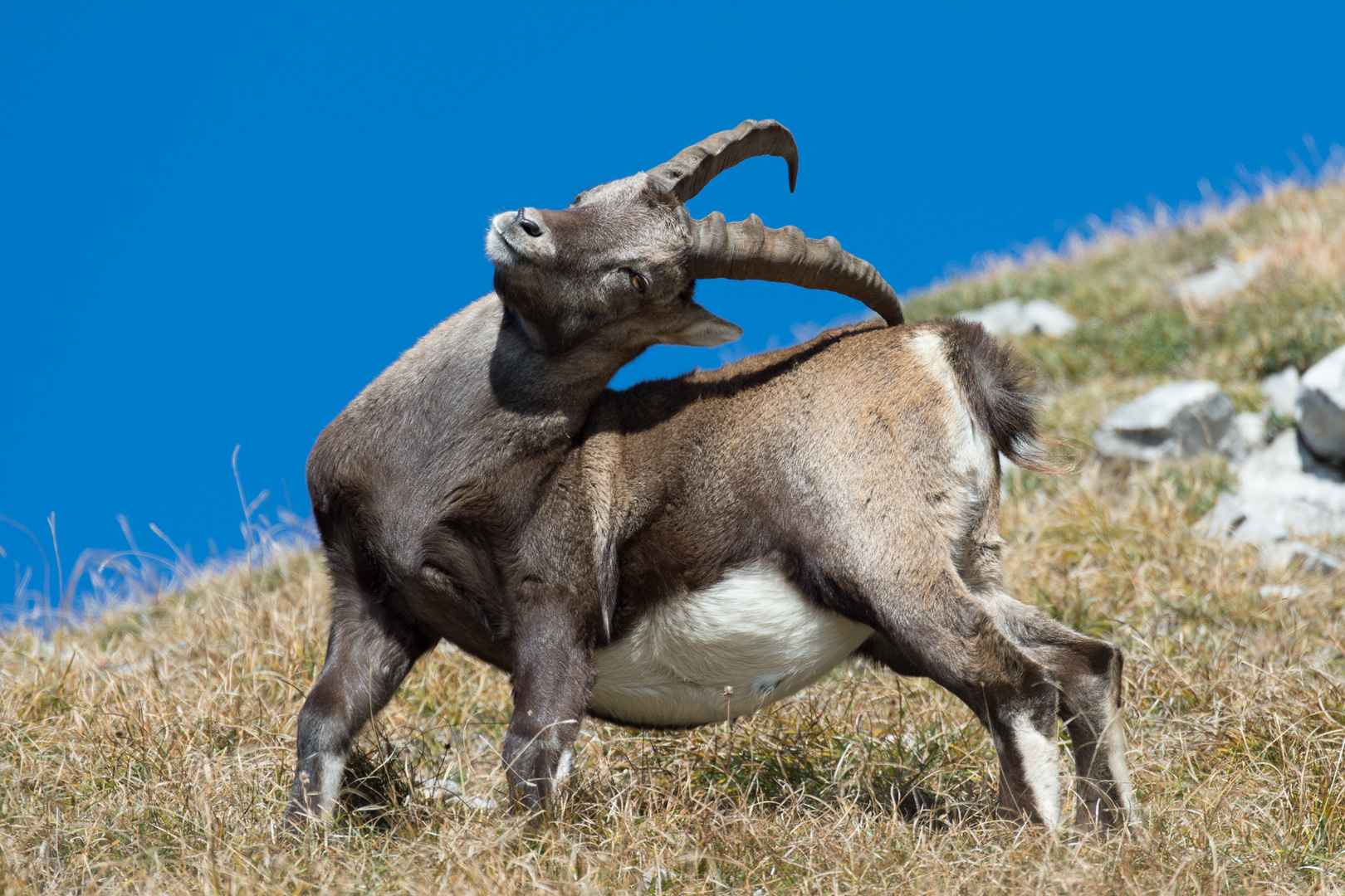 Steinbock in freier Wildbahn / 4