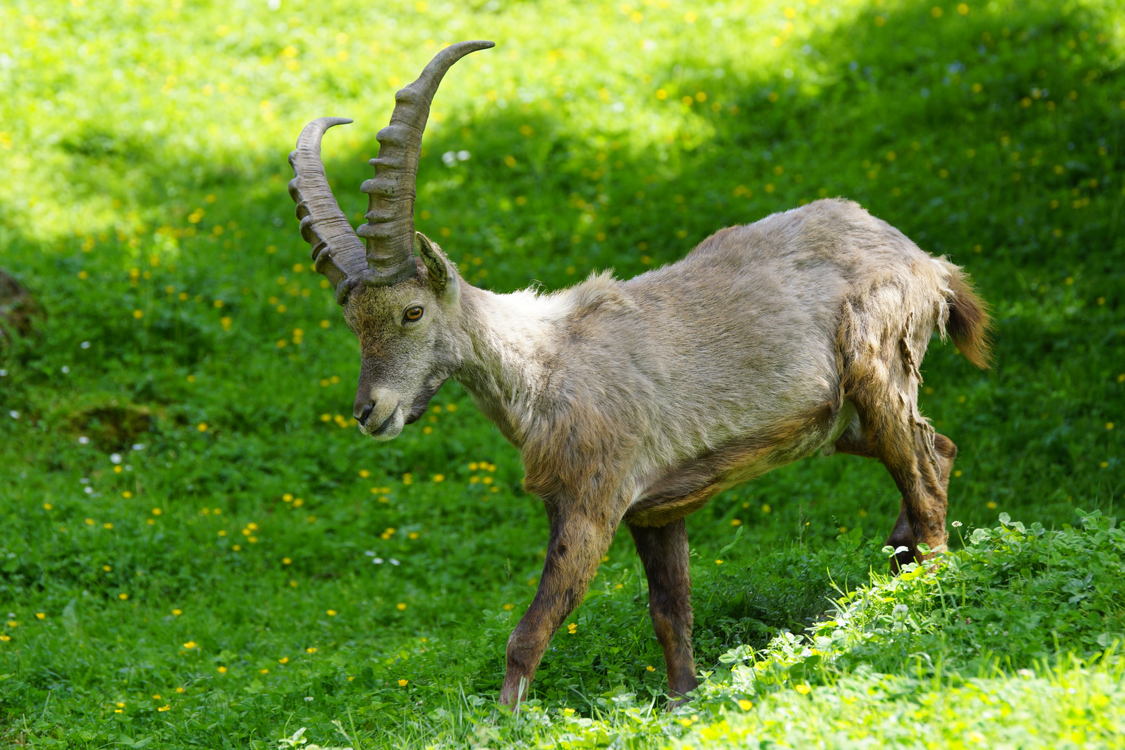 Steinbock in Österreich Foto & Bild | natur, landschaft, tiere Bilder
