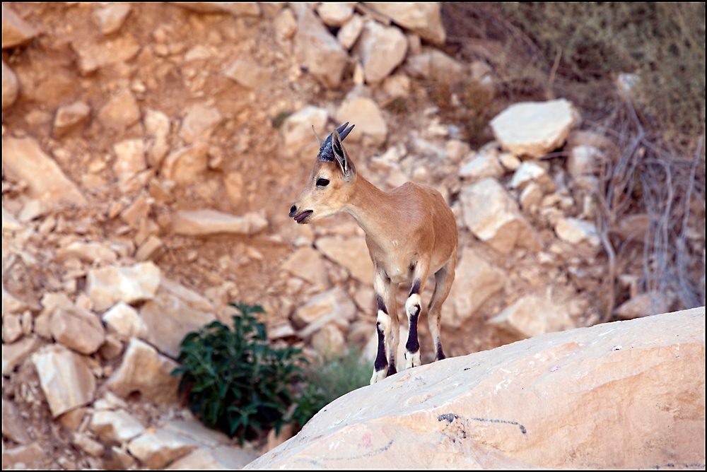 Steinbock - Israel 1