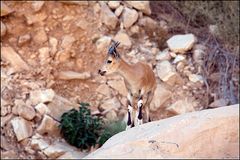 Steinbock - Israel 1