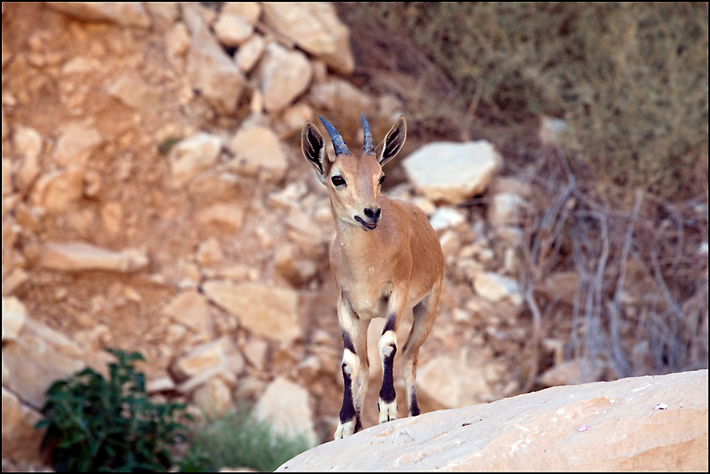 Steinbock - Israel 2