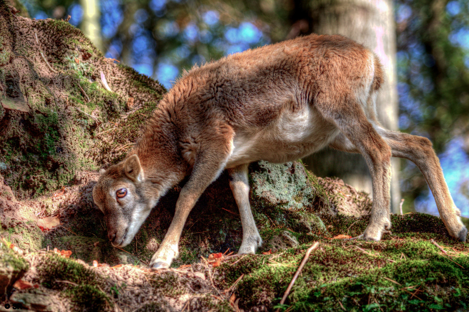 Steinbock junges